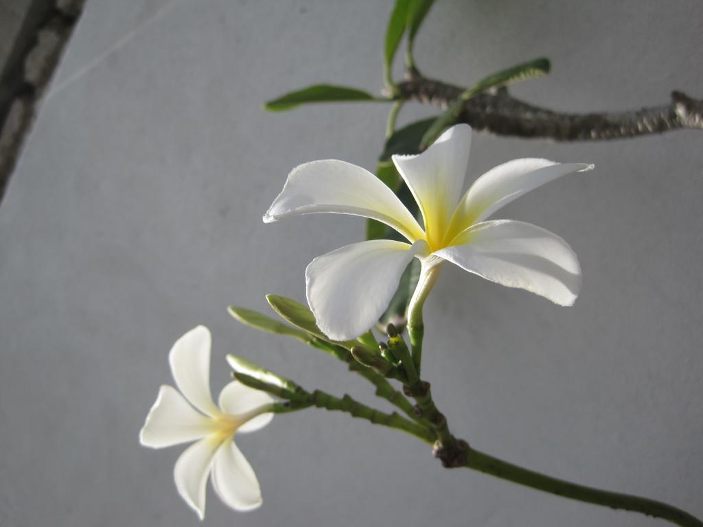 Crescent Resort กอลล์ ภายนอก รูปภาพ
